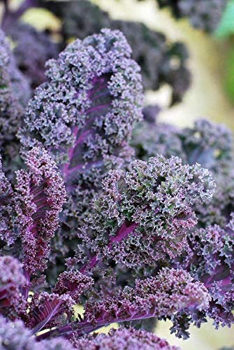 Viridis Hortus - Kale Scarlet Borecole 4300 (10g's) Vegetable/Fruit Seeds (4300 (10g's) Seeds)