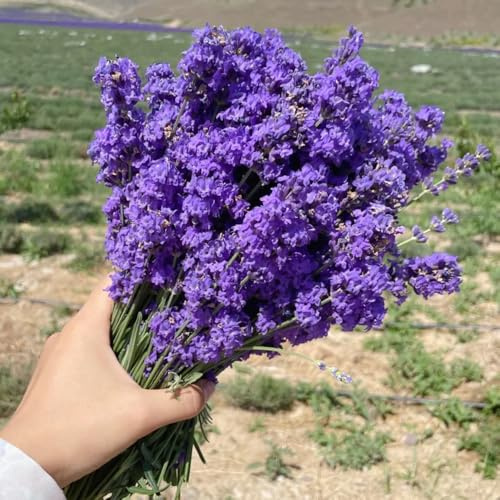 semillas de lavanda perenne - lavanda - rocas de jardín resistentes resistentes de real, 50pcs