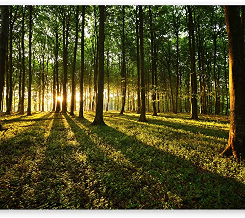Wallpaper, Wall Mural 400x280 cm Non-Woven Premium Art Print Fleece Wall | Mural Decoration Poster Picture Design Modern Sunshine forest nature landscape