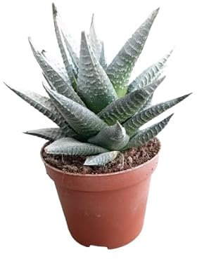 Haworthia Natural de Navidad Planta Ideal para Casa