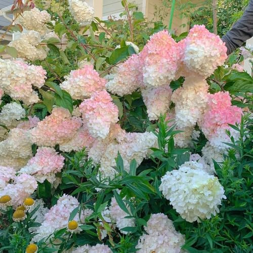 600 piezas semillas de hortensias - semillas de prado silvestres perenne jardín resistentes jardin jardín resistentes,