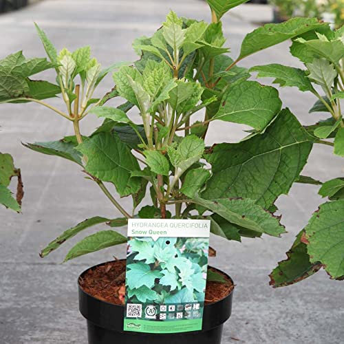Hydrangea quercifolia Plant 'Snow Queen' Oak-Leaved Deciduous Hardy Shrub White-Pink Blooms Autumn Colour Easy to Grow Flowers 1 x 3.6 Litre Potted Plants by Thompson and Morgan
