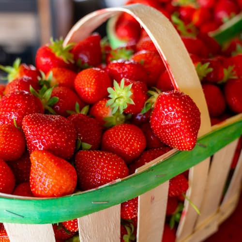 fresas semillas de fresa de zapote, resistentes de fresa organicas de lecho elevado, raras, exóticas 300pcs