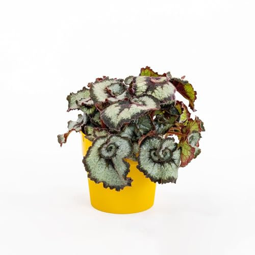 Begonia rex Princess of Hanover