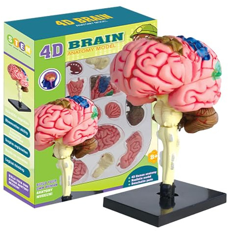 Modelo de cerebro para la psicología, modelo de cerebro para niños | modelo de cerebro humano Modelo de cerebro 3D Modelo de cerebro imprimible