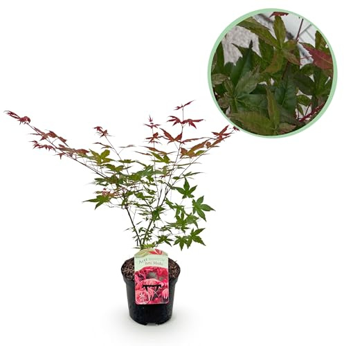 Terrassväxt - Japansk lönn - Acer palmatum Beni Maiko - Röd - 1 växt - Lövfällande - 60-70cm - Ø25cm - Trädgårdsväxt