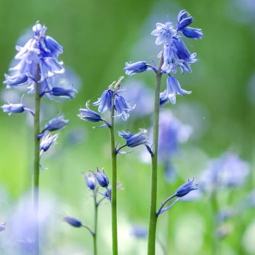 Semi di campanula - resistenti decorazioni giardino per esterni rari estivi semi di selvatici biologici per giardinieri 50pcs