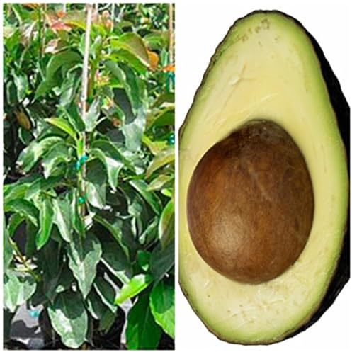 Planta de Aguacate, arbol de variedad injertado Hass. 90-100 Cm. Resistente al Frio y al viento. Plantar un aguacate aporta sombra, frutos nutritivos, oxígeno. Segura Garden