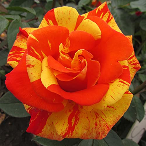 Dancing Sunset - 5.5lt Potted Climbing Garden Rose, Exclusive Listing! - Stunning & Unusual Orange and Yellow Stripes, Fragrant Blooms, Repeat Flowering