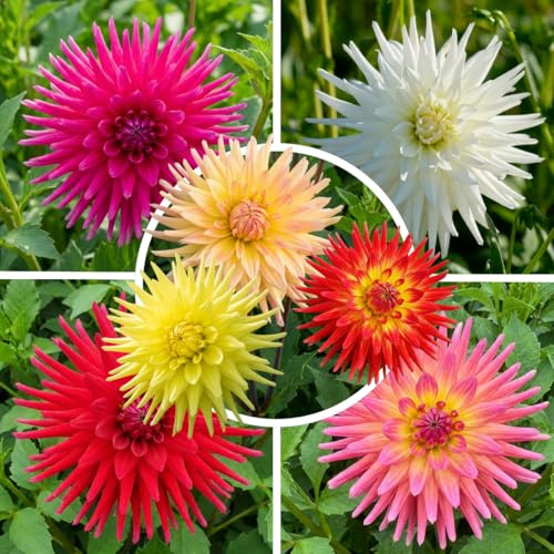 FLORIUM Kaktus Dahlien Knollen Kollektion, 5 Dahlien Blumenzwiebeln Sorten Mischung aus Holland, echte große Dahlien Pflanzen Mix mit Blumen für Garten und Töpfe