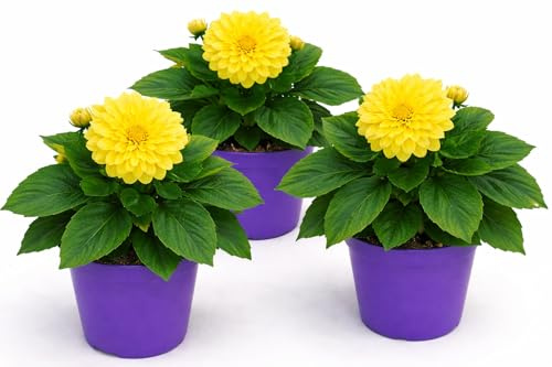 POWERS TO FLOWERS - DALIA A FIORE GIALLO, 3 PIANTE, VASO 12 CM DIAMETRO, pianta vera