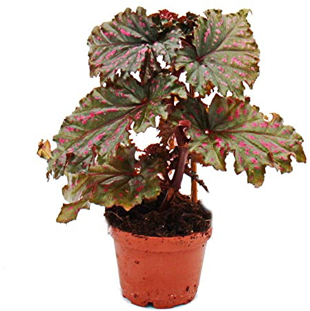 exotenherz Bégonie Ailes d'ange - Bégonia Angel Wings - Feuilles rouges frangées - Mini plante en pot de 5,5 cm