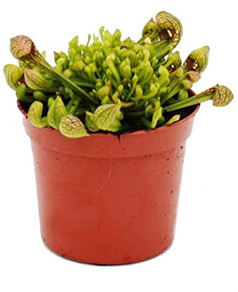 Exotenherz Schlauchpflanze - Sarracenia psittacina Hybr. Scarlett Belle - Fleischfressende Pflanze - 9cm Topf