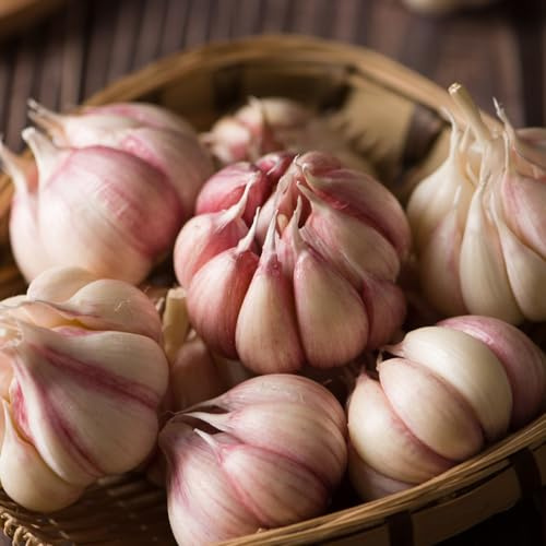 semillas de ajo resistentes - jardín balcón organicas cobertura del suelo 300pcs