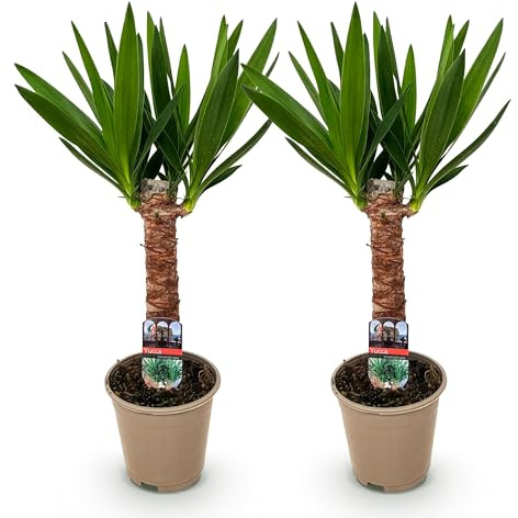 Green boutiQ - Plante d'intérieur - Yucca elephantipes - Yucca - Peu d'entretien - Vert - 2 - Pot 14cm - Hauteur 55cm