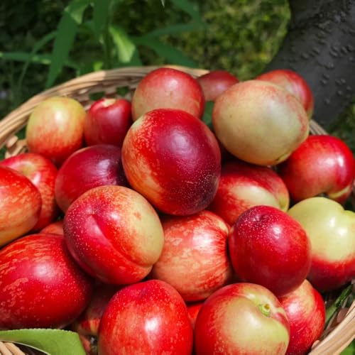 Nektarinenbaum gartenpflanzen topfpflanzen obstbäume bio obstbaum wildkräuter hochbeet balkon dekopflanzen pflanzensamen winterharte stauden mehrjährig balkon garten obstpflanzen 8samen