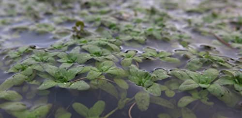 Lincolnshire Pond Plants Ltd Callitriche Stagnalis (Starwort) Oxygenating Pond Plant - Fish or Wildlife Pond and bog Aquatic Plants - 2 Bunches