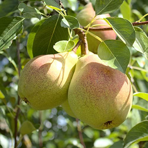 Pear 'Beurre Hardy' (Quince A) RHS Award Garden of Merit Sweet Tasty Fruit Easy to Grow Your Own Outdoor Garden Fruit Tree Ready to Plant UK, Supplied as 1x Bare Root Tree by Thompson & Morgan