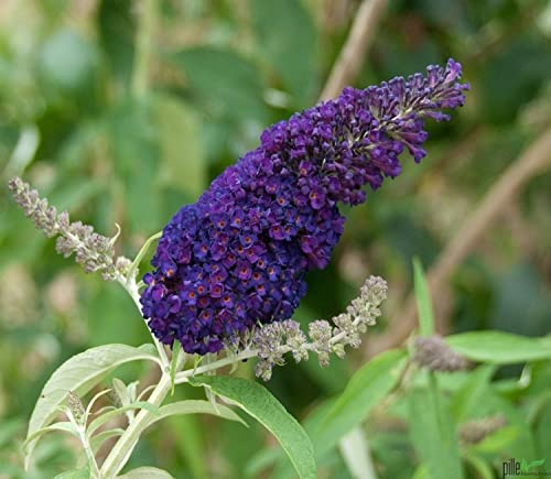 Buddleja Davidii Schmetterlingsstrauch Sommerflieder insektenfreundlich | Perfekt für Bienen, Hummeln und Schmetterlinge (40-60 cm(C3), Black Knight)