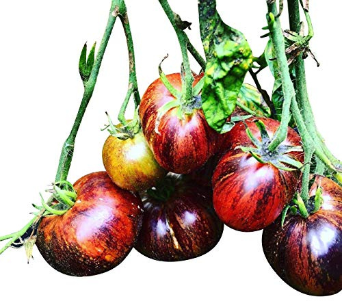 Tomate * DARK GALAXY * 10 graines Fruité & Sucré