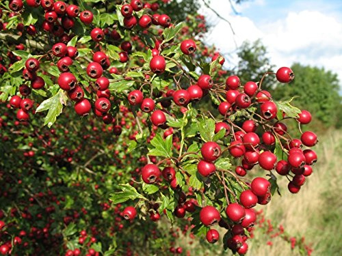 Inglese biancospino, Crataegus laevigata, 60 Albero semi (Appariscente, commestibile, Hardy)