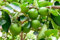 Nouveau Frais 100 pièces graines de citronnier