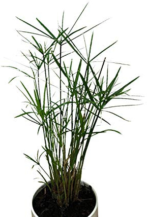 100+ Zyperngras Samen -Zimmer-Zyperngras- -Cyperus alternifolius- WASSER-PALME