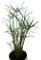 100+ Zyperngras Samen -Zimmer-Zyperngras- -Cyperus alternifolius- WASSER-PALME