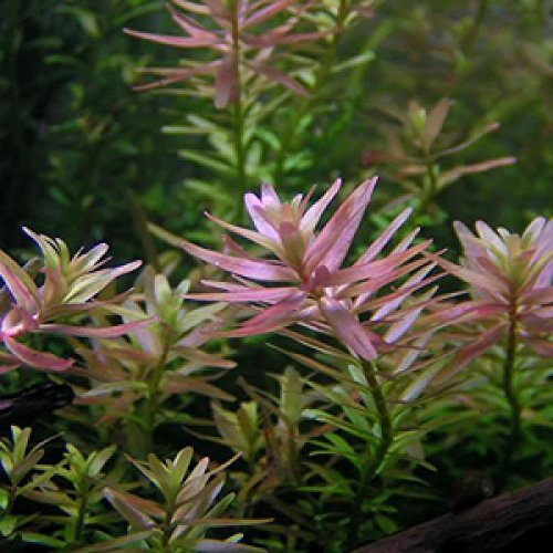 Rotala sp. Ceylon/Rotala sp. Pink 1x Bunch – Planta de acuario vivo