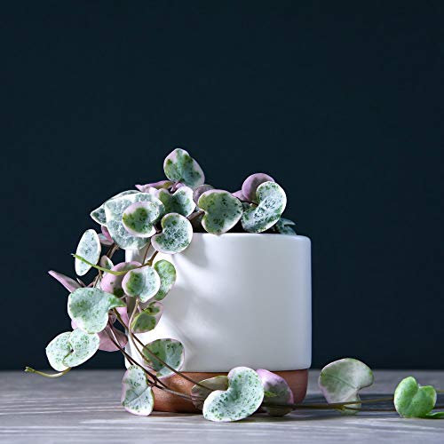 Ceropegia 'String of Hearts' Variegata – Trailing Succulent Houseplant with Heart-Shaped Leaves – Easy-Care Indoor Plant for Shelves & Hanging Baskets – 8cm Pot x2 by Thompson & Morgan