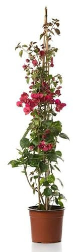 BUGANVILLA Natural Planta Tapizante Perfecta para Crear una Cerca Natural y Hermosa