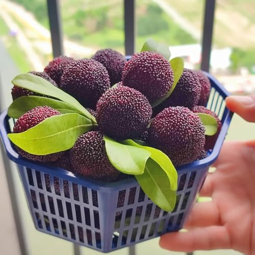 semi di myrica rubra - bayberry - luoghi soleggiati coltivazione di resistenti all'esterno decorazione soggiorno 10pcs