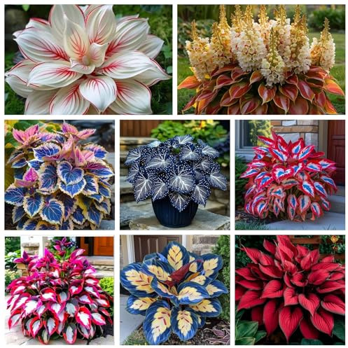 Bulbi di Hosta | Sottili,Delicati, Eleganti,Robusti,Compatti,Arieggiati-4 Bulbi-I