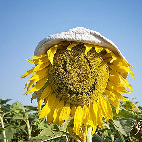 Ensoleillé sourire tournesol fleur graines 15 + Helianthus annuus graines non-OGM en vrac pour la maison jardin jardin extérieur plantation ferme