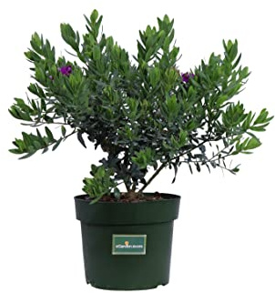 Pianta di Polygala Myrtifolia pianta da esterno ornamentale cespuglio da giardino fiore viola pianta vera venduta da eGarden.store (Vaso 19 cm)