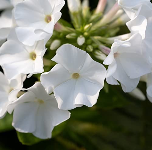12 unità Phlox Douglasii 'White Admiral' - Phlox Nana 'White Admiral' Vaso 9x9cm ±1 m² - Phlox Nano con Fiori Bianchi e Crescita Vigorosa