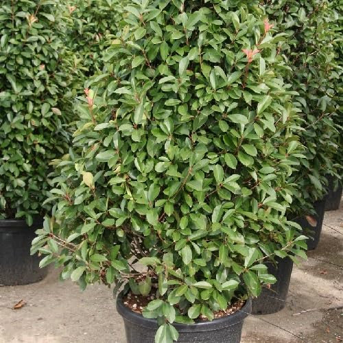 Graines de plantes Photinia 50 pièces vertes