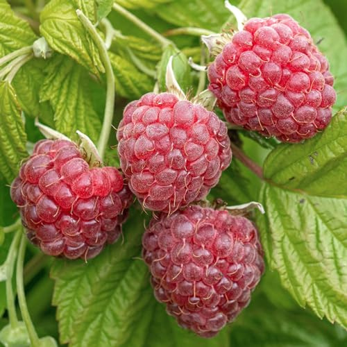 Himbeere Malling Promise Rubus idaeus Gartenobstpflanze im Topf zum Selbstanbau – Ideal für Blumenbeete, Rabatten und mehr