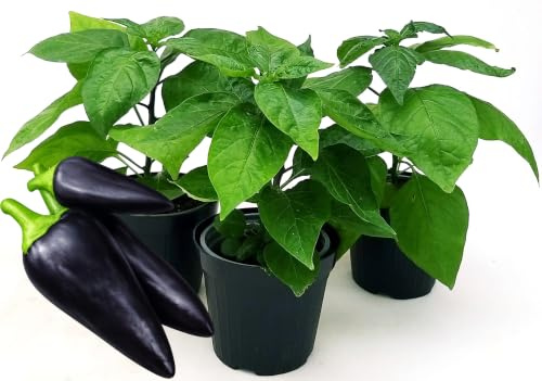 POWERS TO FLOWERS - PEPERONCINO PICCANTE CONDOR BIO, 3 PIANTE, Vaso 10cm, piante vere