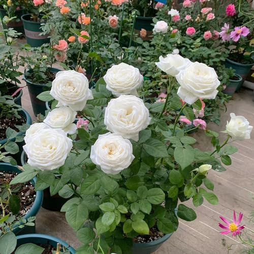 semillas de rosal - extraño semillas de silvestres exótico orgánico verano arbustos con, resistentes para lugares soleados Decoraciones jardín para exteriores regalos 50pcs