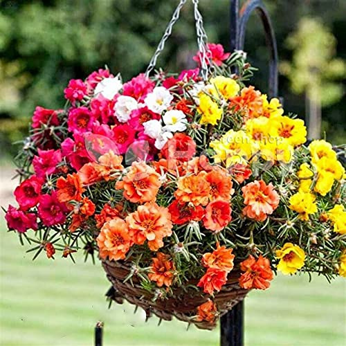TRTO Moss Rose Double - 100 Seeds - Portulaca grandiflora - Hanging Baskets Flower for Balcony Planting Garden Yard Patio Make Beautiful House and Useful for Gifts (100 Seeds)