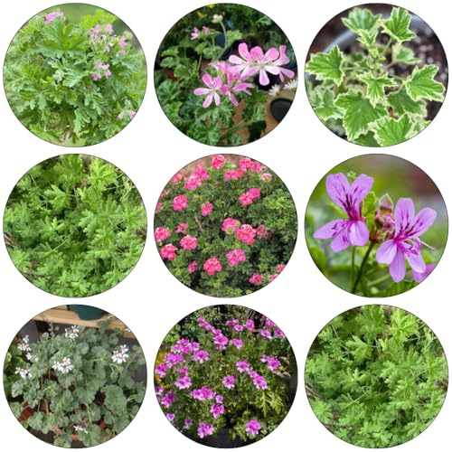 geranio limone semi tetti selvaggi giardino prato selvaggi, semina autunno, perenne reale 250pcs