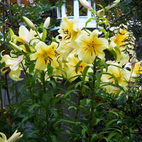 2 x Lily Honeymoon – Towering Stems of Perfumed Lilies – Summer Flowering Bulbs – Perennials – for Your Beautiful Garden