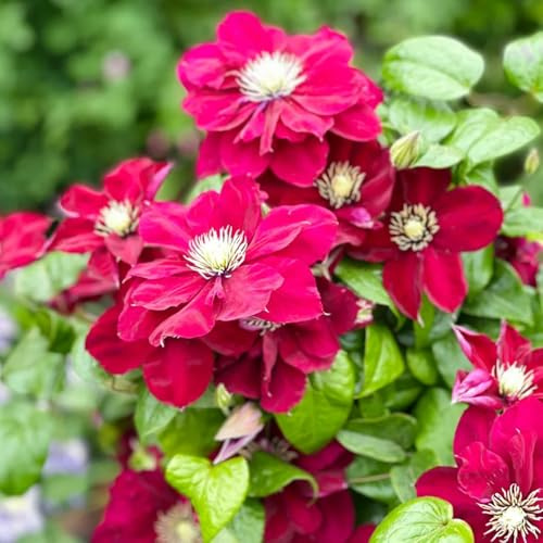 Bulbos de Clematis, Clematis florida, trepadora, Las perennes son perennes resistentes 4pcs