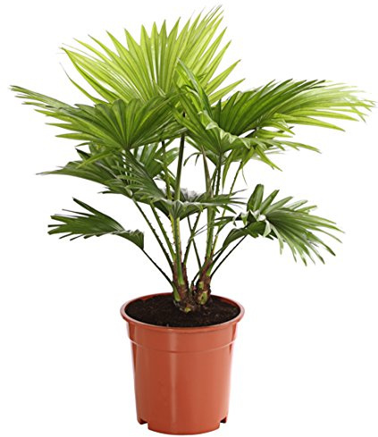 Dehner Rundblättrige Schirmpalme, gefächerte Blätter, 60-70 cm, 17 cm Topf | Livistona rotundifolia, pflegeleichte Zimmerpalme, für halbschattige Standorte ohne direkte Sonne