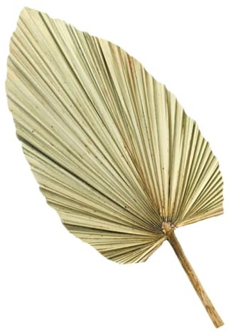 AKOOSY Hoja de Palma Seca Natural para Decoración de Hogar y Fiestas, Material Madera, Aspecto Fresco y Saludable, Adecuado para Ambientación Hawaiana
