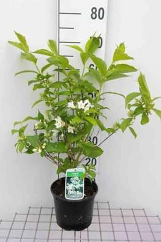 Weigela hybr. 'Candida' - Weigela 'Candida', Weigelie 'Candida' 50-60 cm en pot