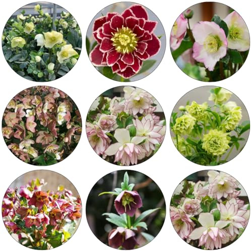 christrosen wildblumen balkonblumen biosaatgut exotische zimmerpflanzen bonsai topf frühlingsblumen büropflanzen blumensaat balkonpflanze blumenwiesensaat blumenbeet balkon 2000samen
