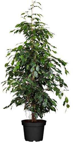 Ficus Benjamina Natural Árbol de Interior con Maceta de 17cm y Altura de 100cm
