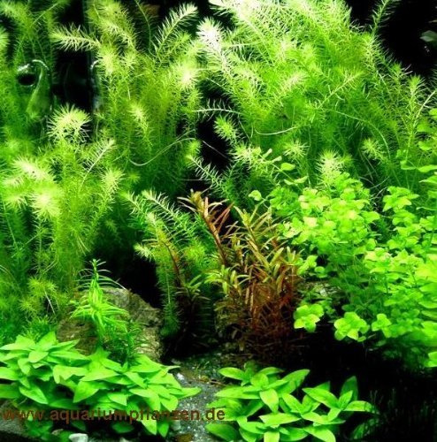 Aquarium Set 40-60 l, Pflanzen, Kies, Deko (V)